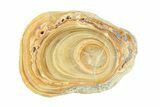 Clearance: Polished Aragonite Stalactite Slices & Sections - Pieces #288585-4